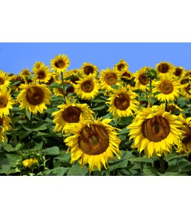 Fotografie tapet Florea soarelui de aproape L