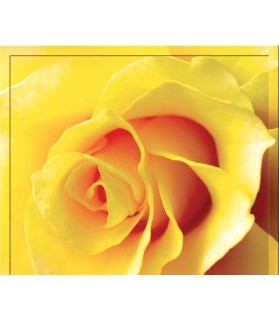 Fotografie tapet Trandafir galben Fotografie tapet Trandafir galben