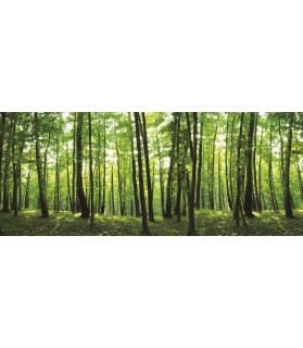 Fotografie tapet Panorama spre padure 4XL Vlies